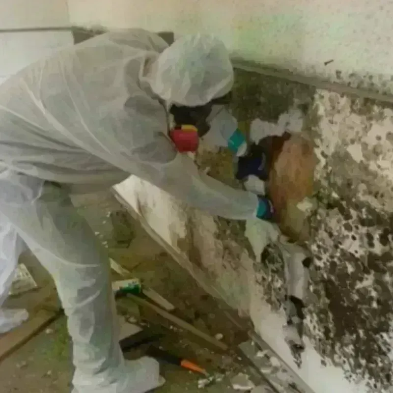 Mold Remediation and Removal in Bannockburn, IL